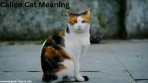 Calico Cat Meaning