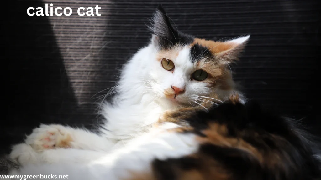 calico cat