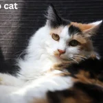 calico cat